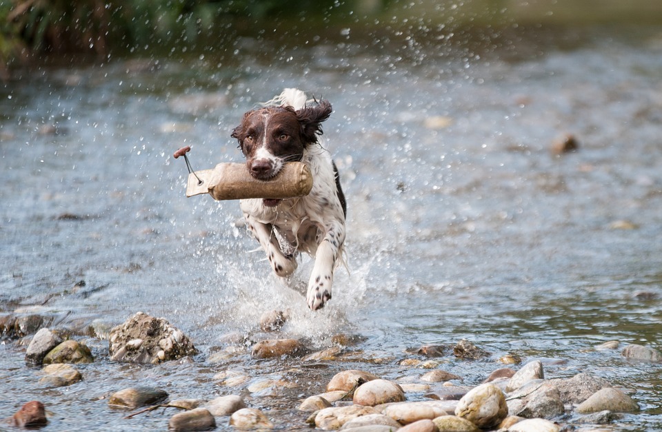 Så mycket motion behöver din hund