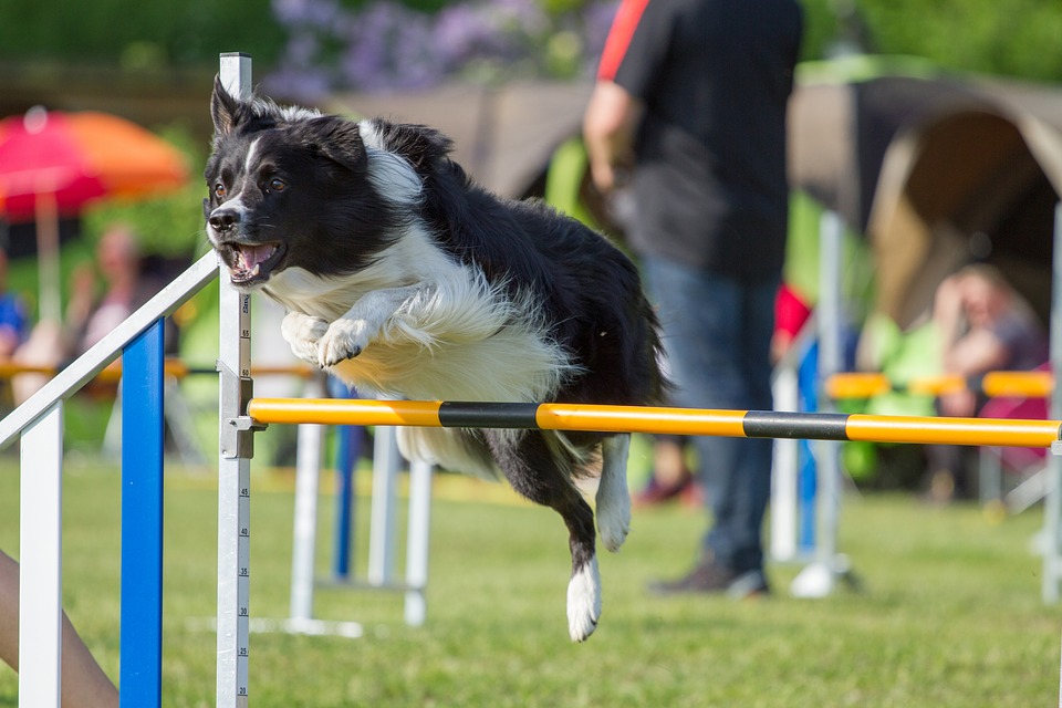 Populära hundsporter